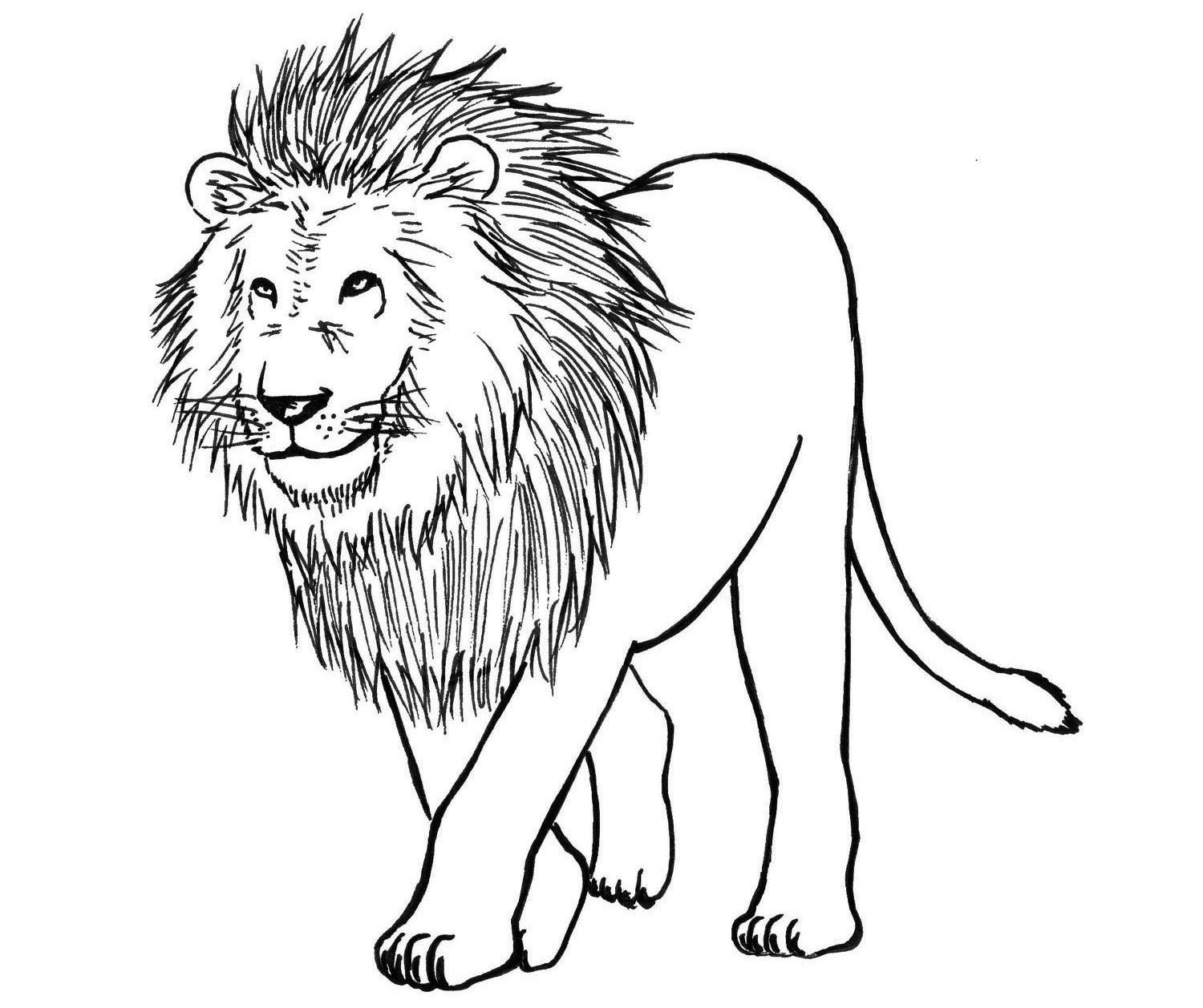 a lion drawing