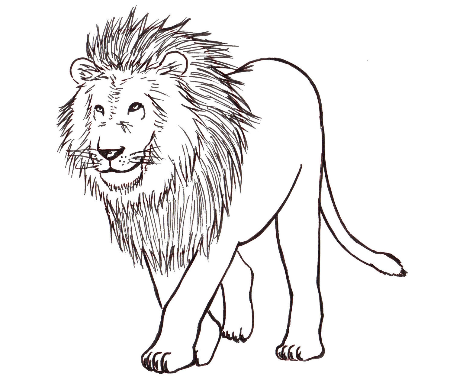 How To Draw A Lion: Step By Step - Liron Yanconsky